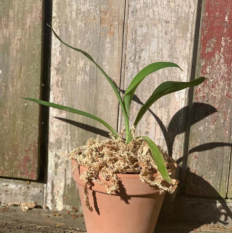 Arthropodium cirratum - Lírio Rocha da Nova Zelândia, Lírio Renga, Rengarenga