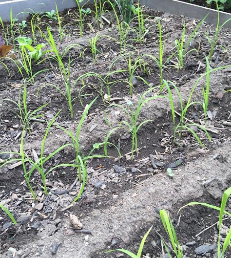 Oryza sativa Duborskian (Certificação Orgânica) - Arroz Duborskian, Arroz de montanha