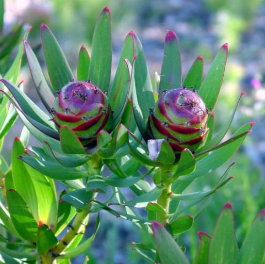 Leucadendron Sessile - Protea Arbusto Do Sol, Arbusto Do Sol, Leucadendron Arbusto Do Sol