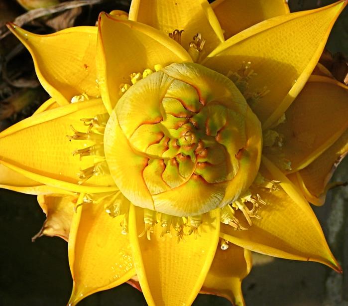 Musella lasiocarpa - Banana Lotus Dourada, Lótus dourada, Banana anã chinesa
