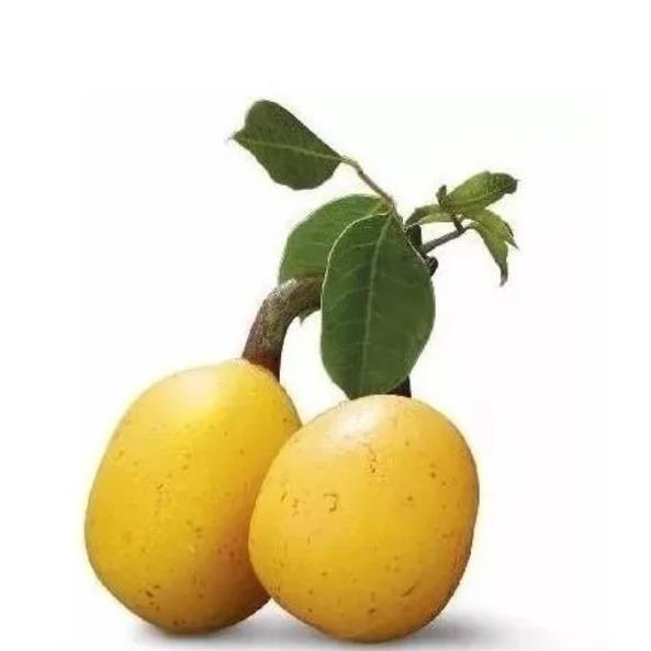 Sclerocarya birrea ssp. Caffra - Marula, Amarula, Árvore fruto do licor de Amarula