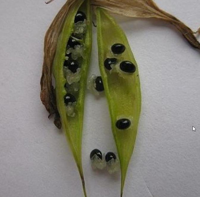 Dicentra eximia -  Coração Sangrento, Samambaia Coração Sangrento