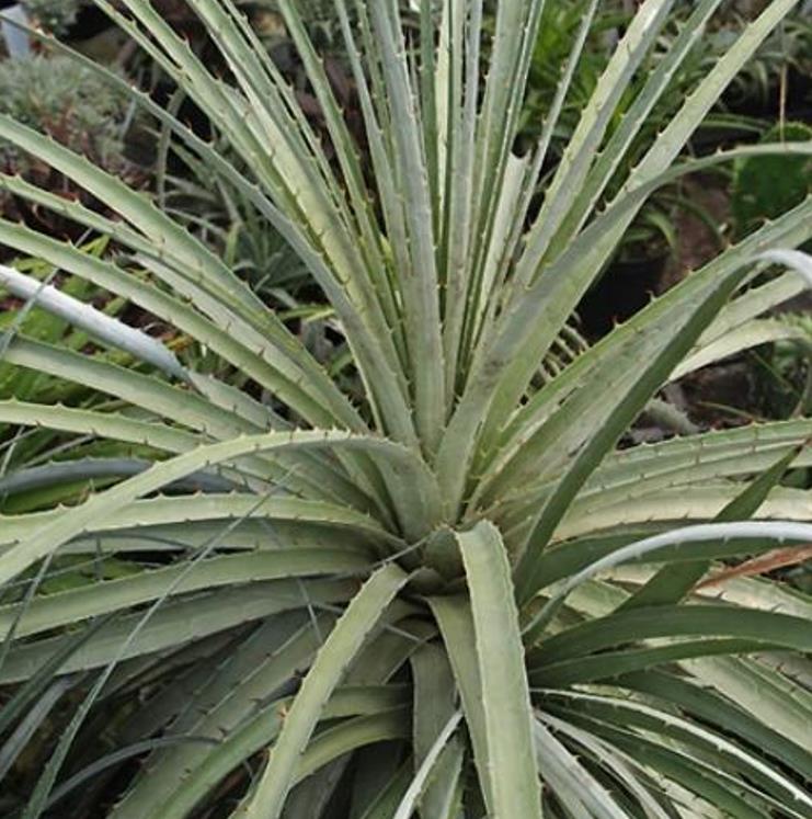 Puya yakespala - Bromélia Princesa Iluminada, Bromélia Amarela do Deserto