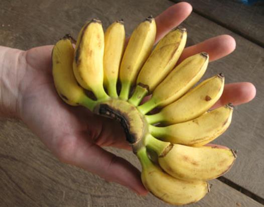 Musa acuminata subsp acuminata dwarf - Bananeira anão, banana acuminata anão, bananeira anã