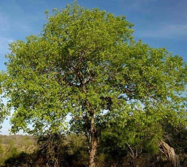 Berchemia discolor - Ameixeira africana, Árvore do Marfim castanho