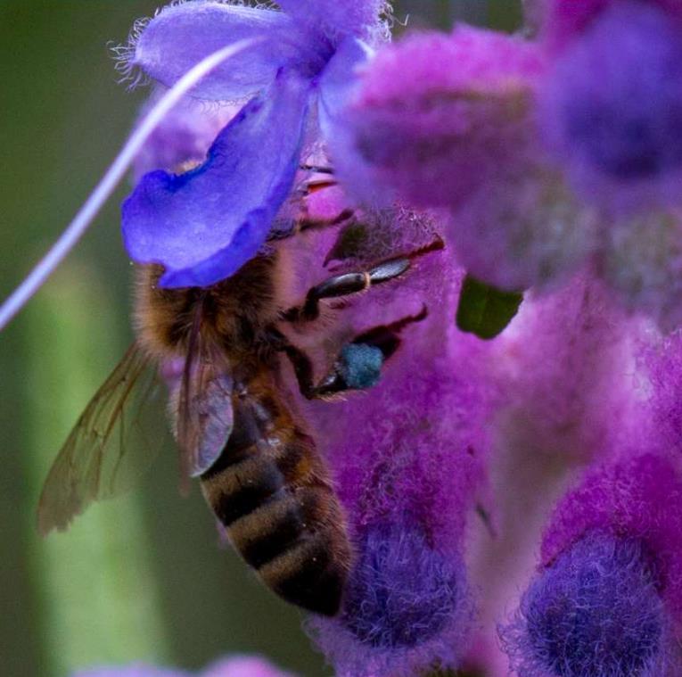 Trichostema lanatum - Alecrim da Califórnia, Alecrim Selvagem Americano, Woolly Blue-Curls