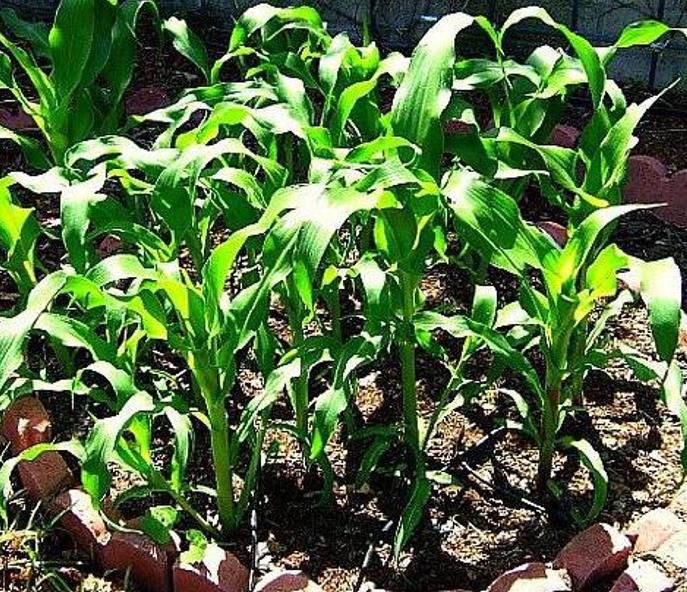 Zea mays Mini Blue Popcorn (C.O.) - Milho de Pipoca Baby Blue, Mini Milho de Pipoca Azul