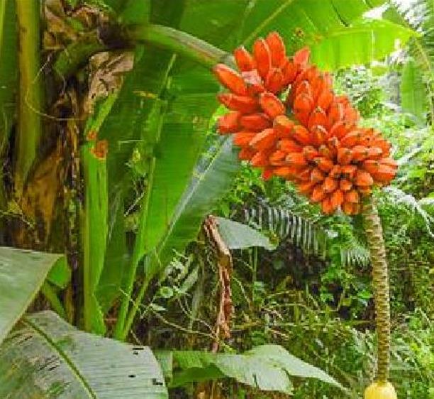 Musa johnsii - Banana Mel, Banana silvestre da Papua Nova Guiné