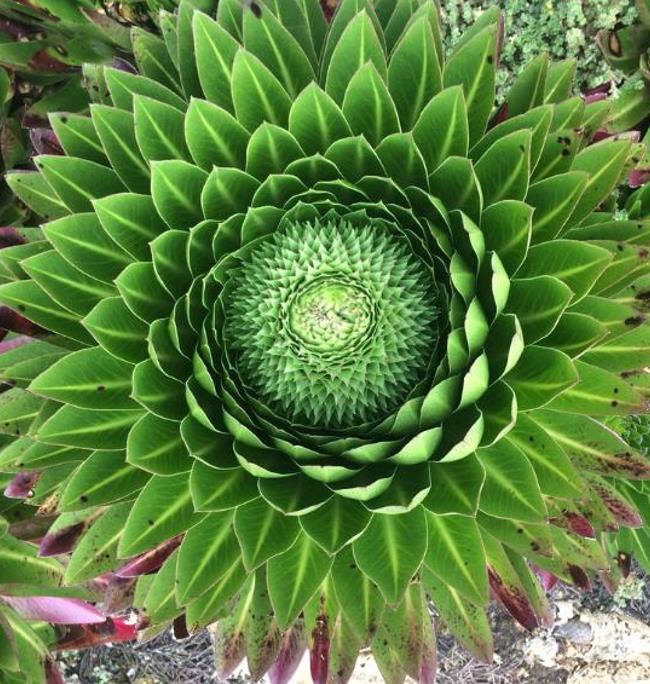 Lobelia gregoriana ssp. Gregoriana  - Lobelia gigante, Lobelia Gin Tônica, Lobelia tree