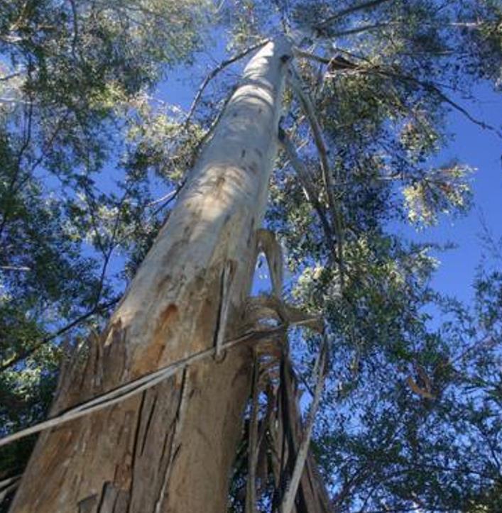 Eucalyptus Oreades - Eucalipto Blue Mountains, Eucalipto Oreades, Eucalipto Das Montanhas Azuis