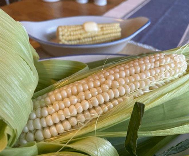 Zea mays Stowell's Evergreen (C.O.) - Milho Doce Perene de Stowell, Milho Doce Perene