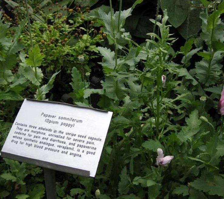 Papaver somniferum - Dormideira, Papoula Dormideira