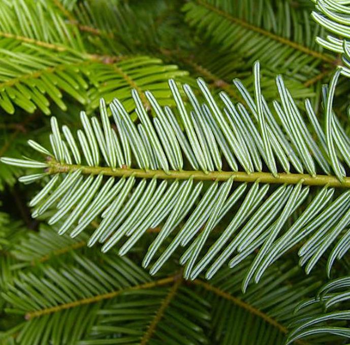 Abies grandis Inland (Picea Grandis, Pinus Grandis) - Abeto Gigante, Pinheiro gigante, Abeto Branco de Planície, Abeto d