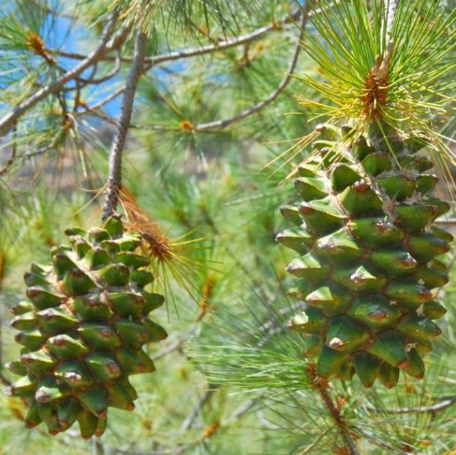 Pinus maximartinezii - Pinhão Martinez, Maxi-Pinhão, Pinhão Real, Pinheiro Zacatecas