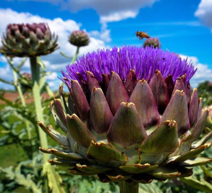 Cynara cardunculus ssp. Scolymus 'Gros Vert de Laon' - Alcachofra Vert de Laon, Alcachofra de Provença