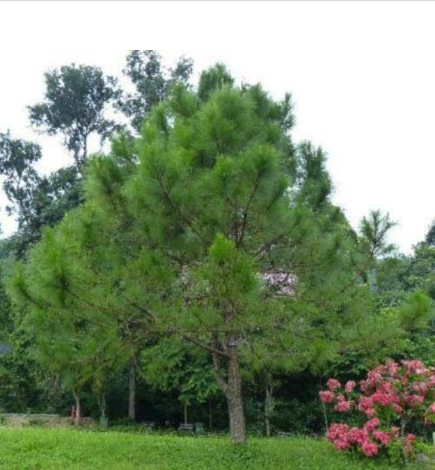 Pinus kesiya (Pinus insularis) - Pinheiro de Khasia, Khasi pine, Benguet pine