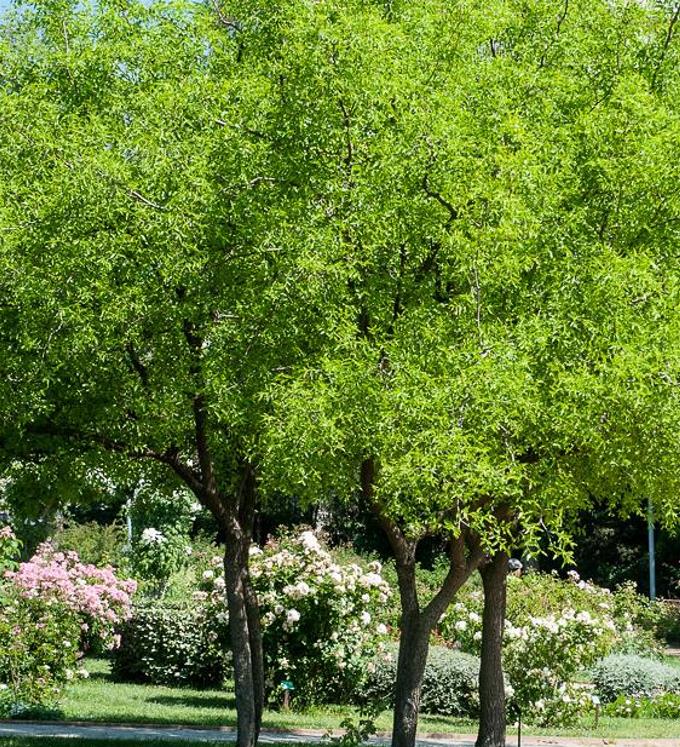 Ziziphus jujuba - Jujuba Chinesa, Jujubeira, Tâmara Vermelha, Tâmara Chinesa