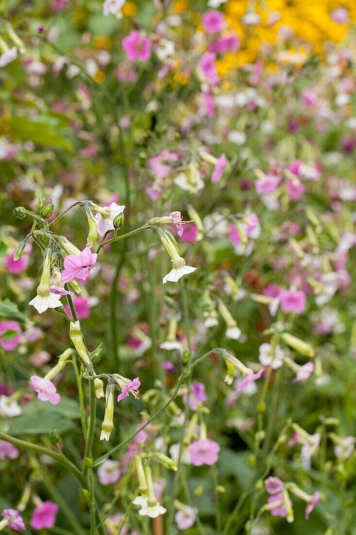 Nicotiana mutabilis 'Marshmallow' Tricolor - Tabaco em Flor, Nicotiana Marshmallow, Flowering Tobacco