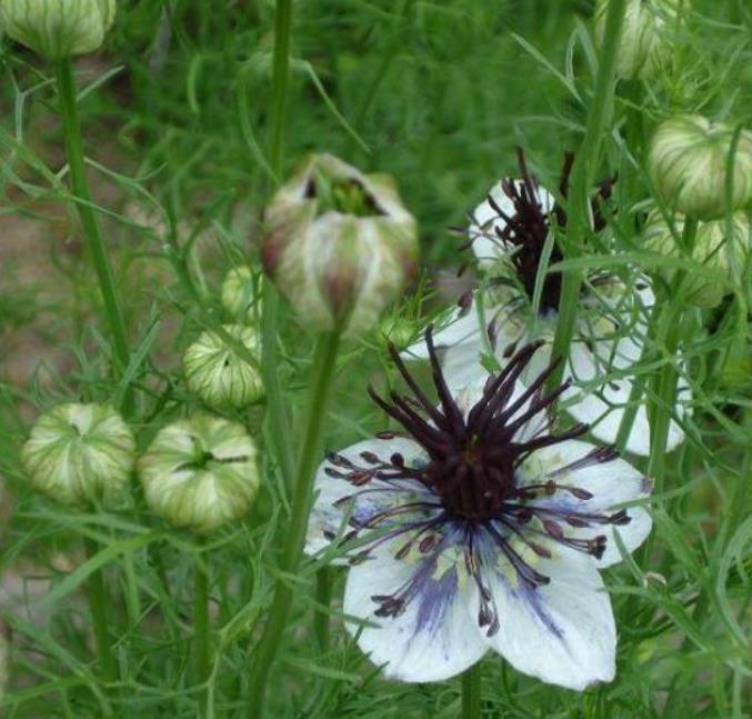 Nigella papillosa 'Delft Blue' - Amor em uma Névoa Delft Blue, Love in a Mist 'Delft Blue', Nigella Flor Eterna