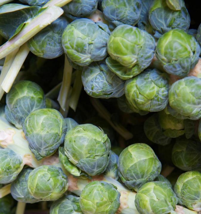 Brassica oleracea Gemmifera Long Island Improved - Couve de Bruxelas Melhorada