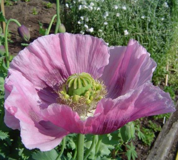 Papaver somniferum Hen and Chickens - Papoula Galinhas e Pintinhos, Beadseed poppy, Bread seed poppy