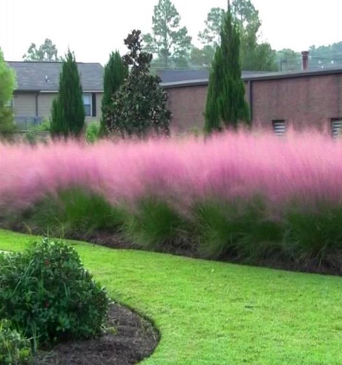 Muhlenbergia capillaris - Grama Rosa Ornamental, Grama Rosa, Muhlygrass, Mulhy Pink Grass, Sweetgrass