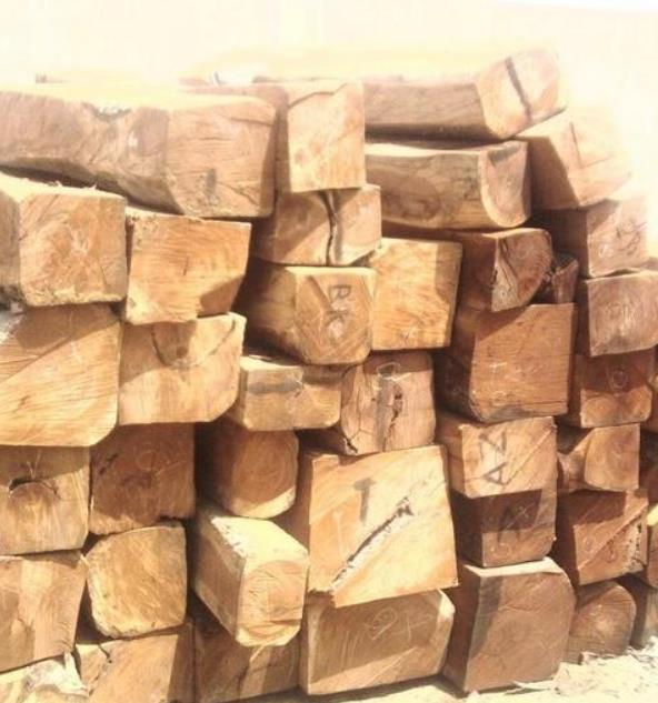 Afzelia quanzensis - Árvore da Sorte, Mogno da Sorte, Amuleto de Caça