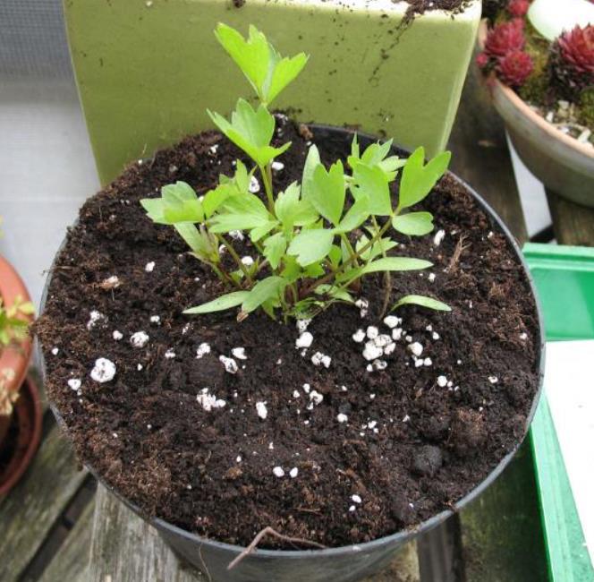 Levisticum officinale - Levistico, Liveche, Lovage, Erva Maggi, Folhas de Ligústica