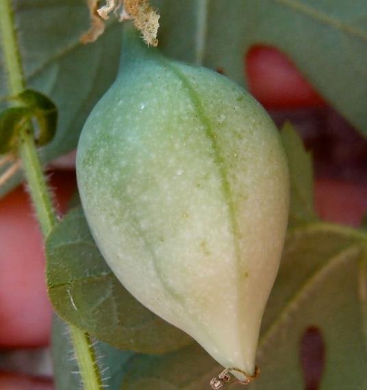 PASSIFLORA BRYONIOIDES - Maracujá Bryonioides, Flor da Paixão Bryonioides, Trepadeira Maracujá