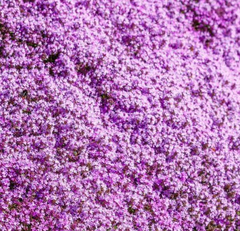 Thymus (Kit com 4 variedades) - Tomilho, Timo (Kit com 4 variedades)