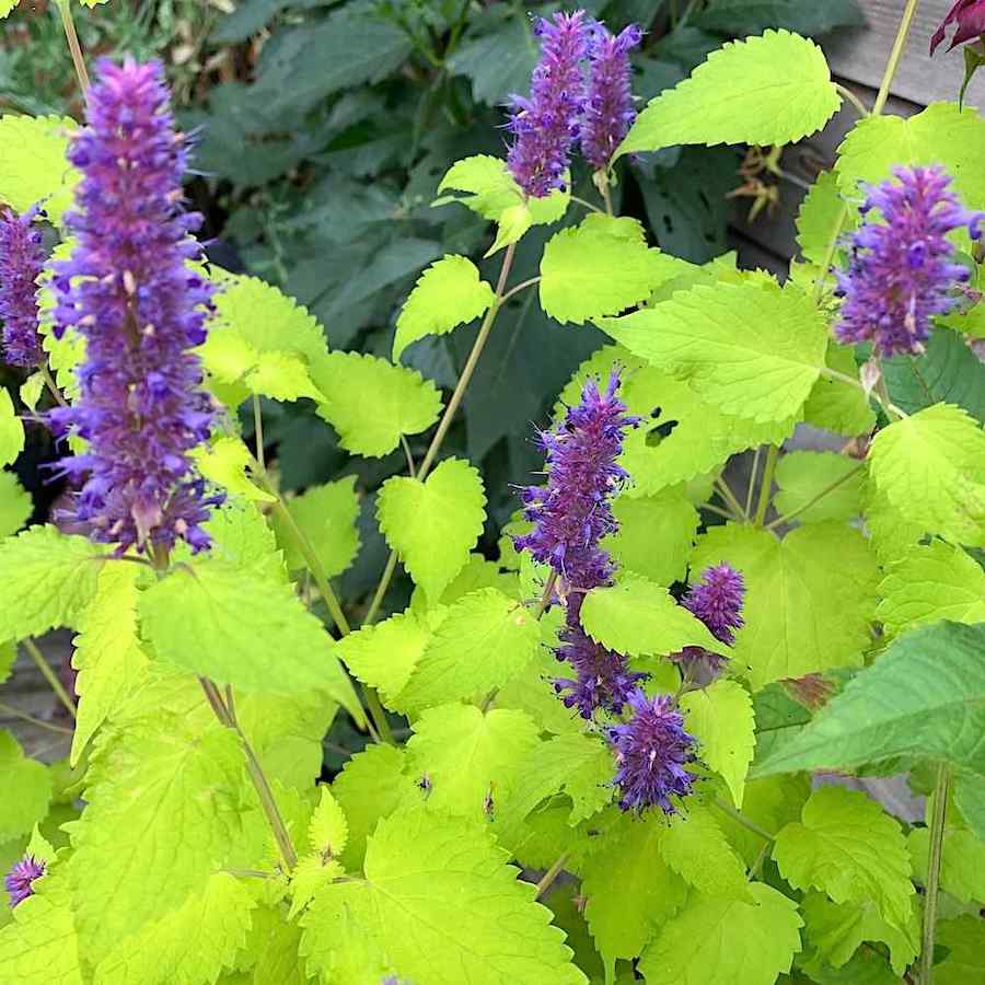 Agastache foeniculum ‘Golden Jubilee’ - Hissopo-aniz