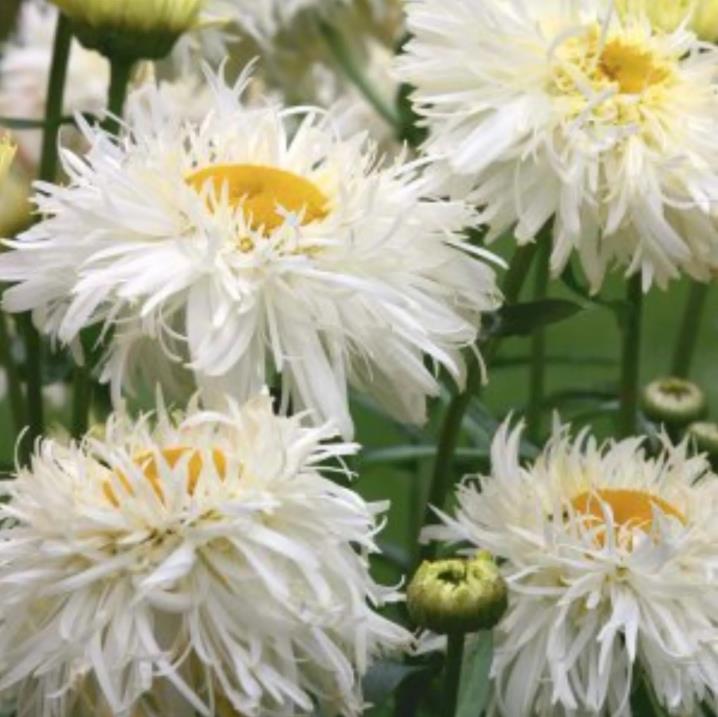 Leucanthemum superbum Crazy Daisy - Margarida Louca Dobrada, Margarida Shasta Dobrada, Double Shasta Daisy, Crazy Da