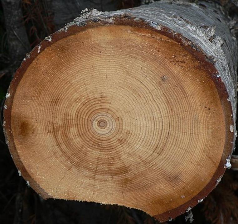 Abies amabilis - Abeto de Prata, Abeto Prateado do Pacífico, Cascade Silver Fir
