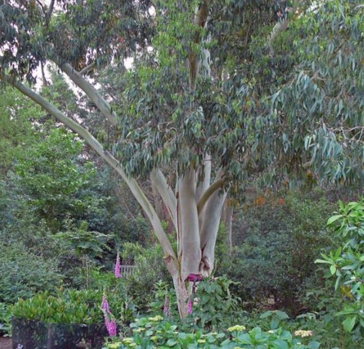 Eucalyptus dalrympleana - Eucalipto da Montanha, Goma de Montanha, Mountain Gum
