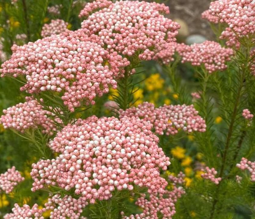 Ozothamnus diosmifolius - Flor de Arroz, Alecrim Selvagem, Arbusto de Sagu, Rice Flower