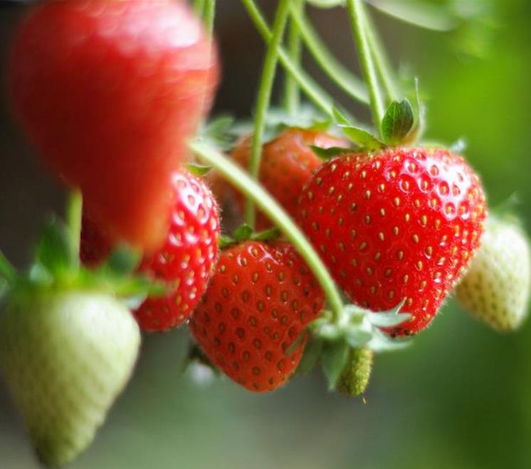 Fragaria x Ananassa fragissimo - Morango Fragissimo