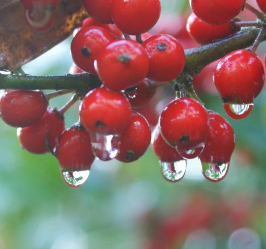 Ilex aquifolium - Azevinho, Arbusto de Natal, Azevim, Azevinheiro, Espinho-de-Cristo