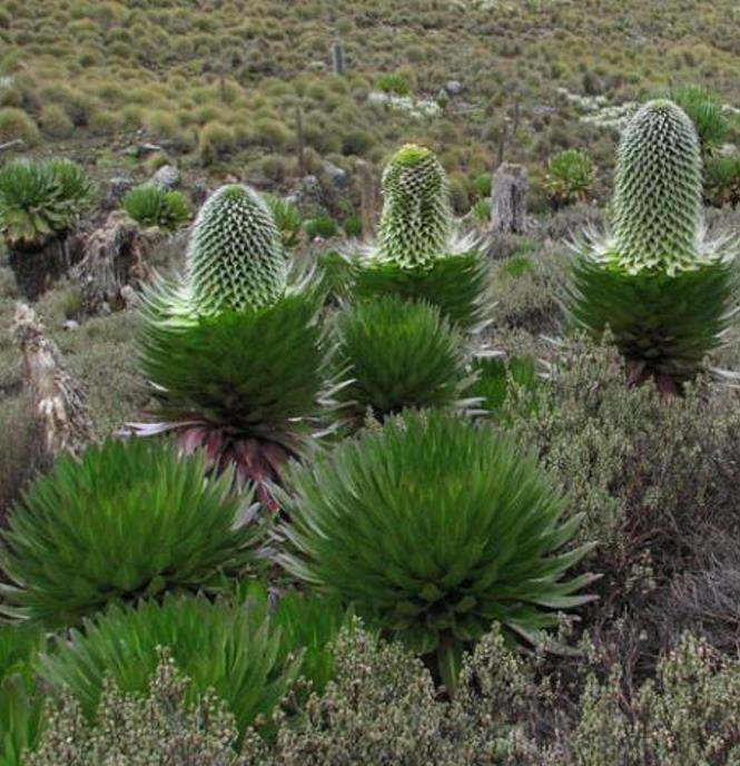 Lobelia gregoriana ssp. Gregoriana  - Lobelia gigante, Lobelia Gin Tônica, Lobelia tree