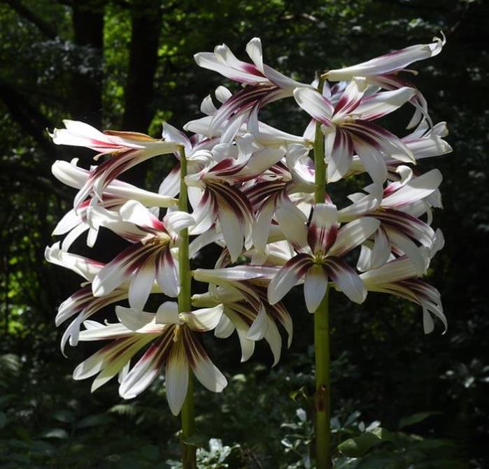Cardiocrinum giganteum - Lírio Gigante do Himalaia, Lírio Gigante, Cardiocrino Gigante