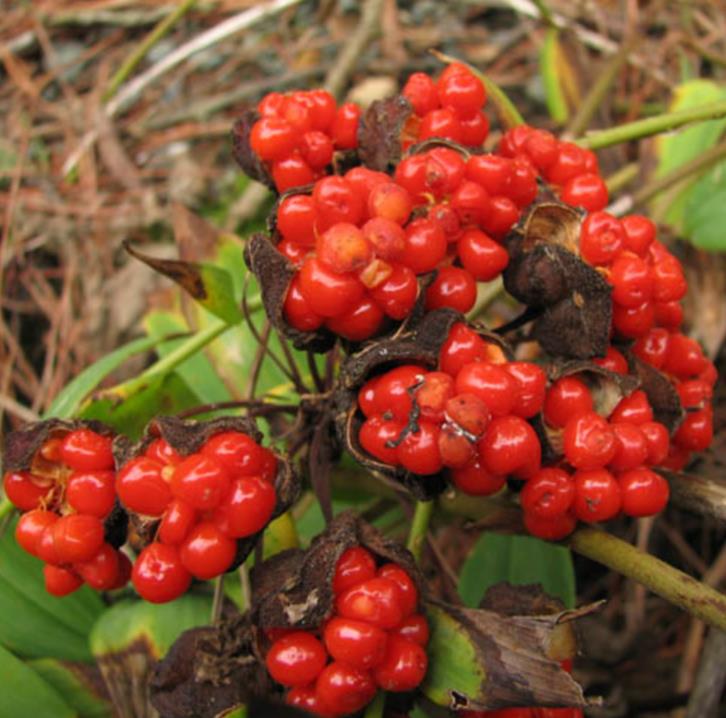 Bomarea multiflora - Bomarea, Trepadeira Lírio Bomarea, Lírio da Colômbia