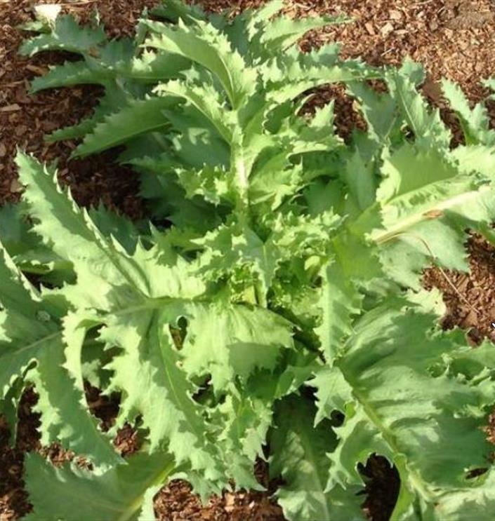 Papaver somniferum 'Laciniatum Black Swan' - Papoula Cisne Negro, Papoula de Franja Dobrada Cisne Negro, Papoula Empluma