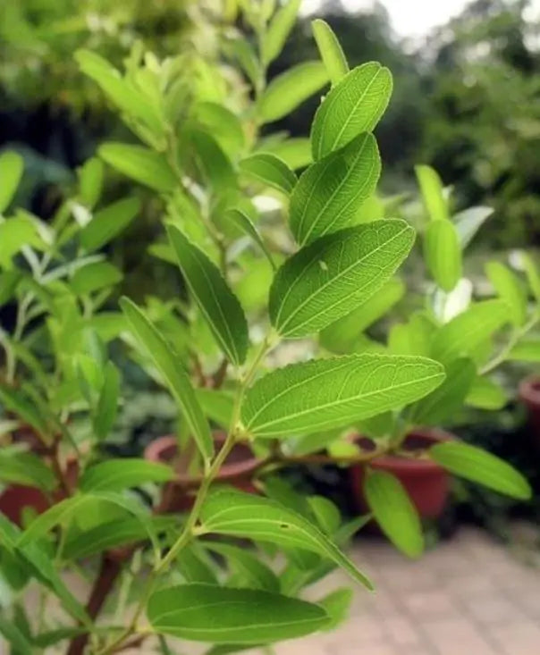 Ziziphus jujuba - Jujuba Chinesa, Jujubeira, Tâmara Vermelha, Tâmara Chinesa