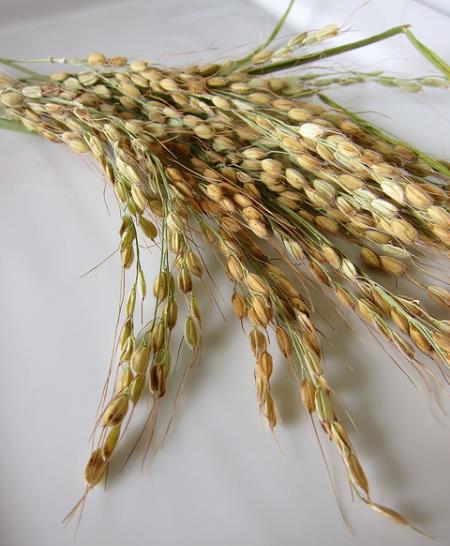 Oryza sativa Duborskian (Certificação Orgânica) - Arroz Duborskian, Arroz de montanha