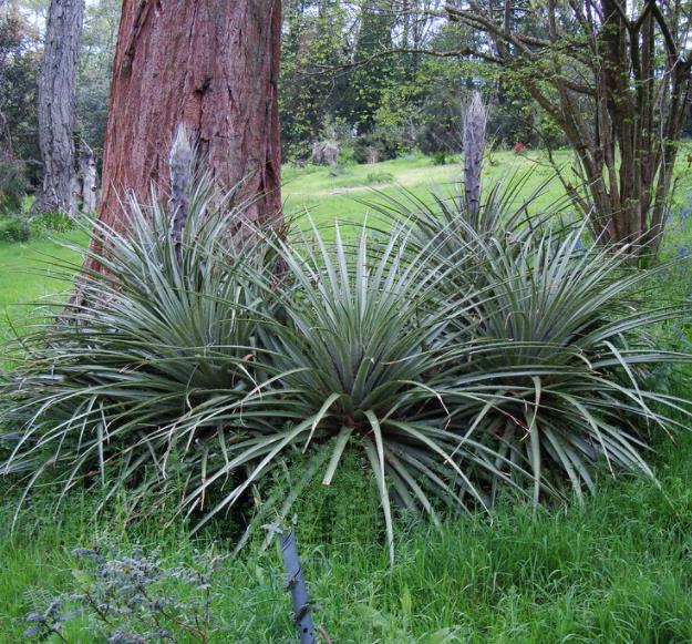 Puya chilensis - Bromélia do Chile, Chagual