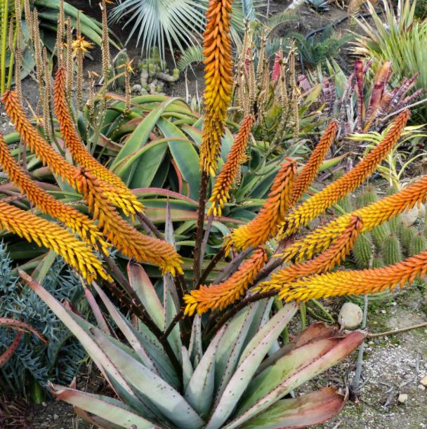 Aloe marlothii - Árvore Aloe, Aloe da Montanha