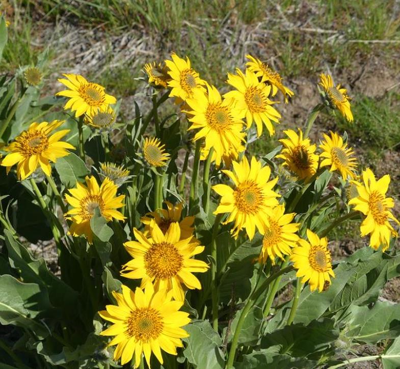 Orelha de Mula do Norte, Girassol Anão Liso, Northern Mule's Ears - Wyethia amplexicaulis (Espeletia amplexicaulis)