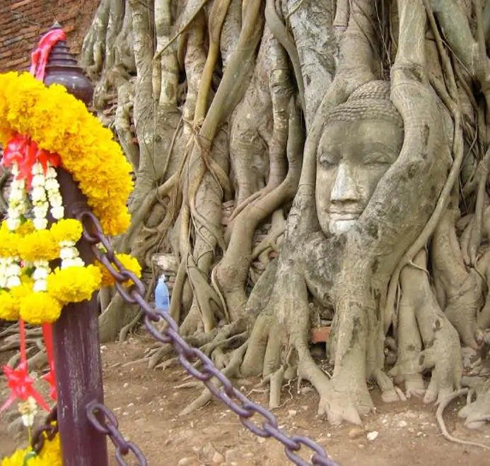 Ficus religiosa - Figueira Religiosa, Figueira dos Pagodes, Figueira Sagrada, Sacred Fig