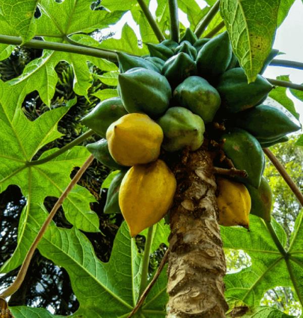 Carica pubescens Cobquecura (Vasconcellea pubescens Cobquecura) - Mamão Papaia Cobquecura, Mamão do Chile, Mamão de Cobq