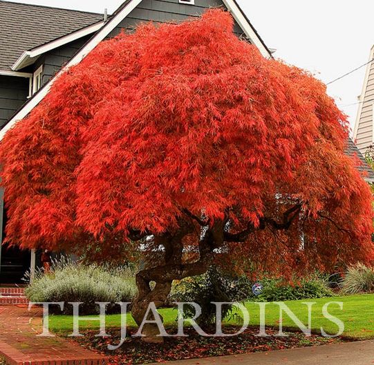 ACER PALMATUM DISSECTUM ATROPURPUREUM - MAPLE FOLHA DE RENDA