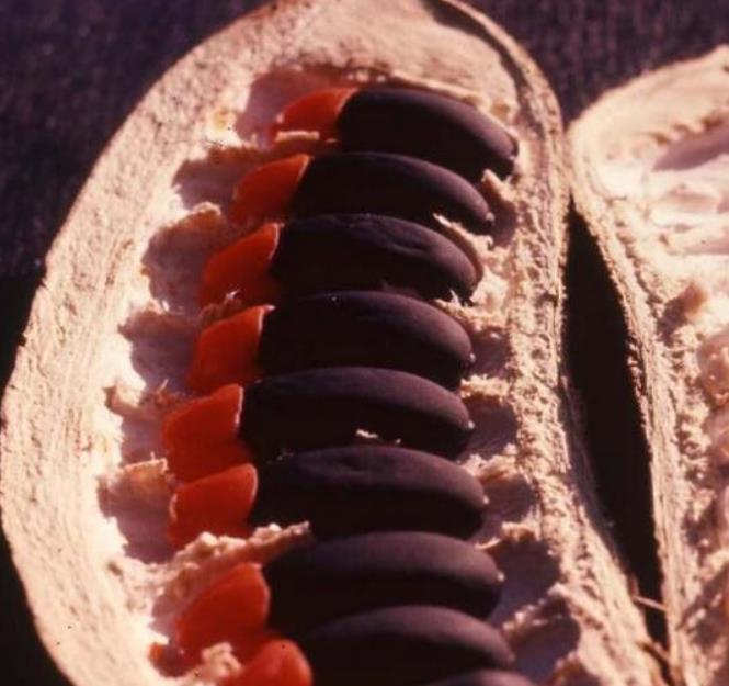 Afzelia quanzensis - Árvore da Sorte, Mogno da Sorte, Amuleto de Caça